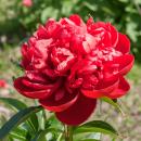 Vollsortiment - Pfingstrose rot - 1 Blüte